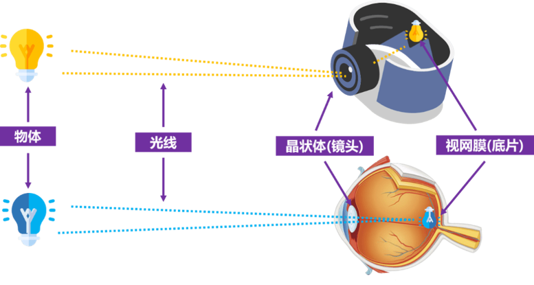 物体发出的光线经镜头进入视网膜的成像光与环境光概念示意